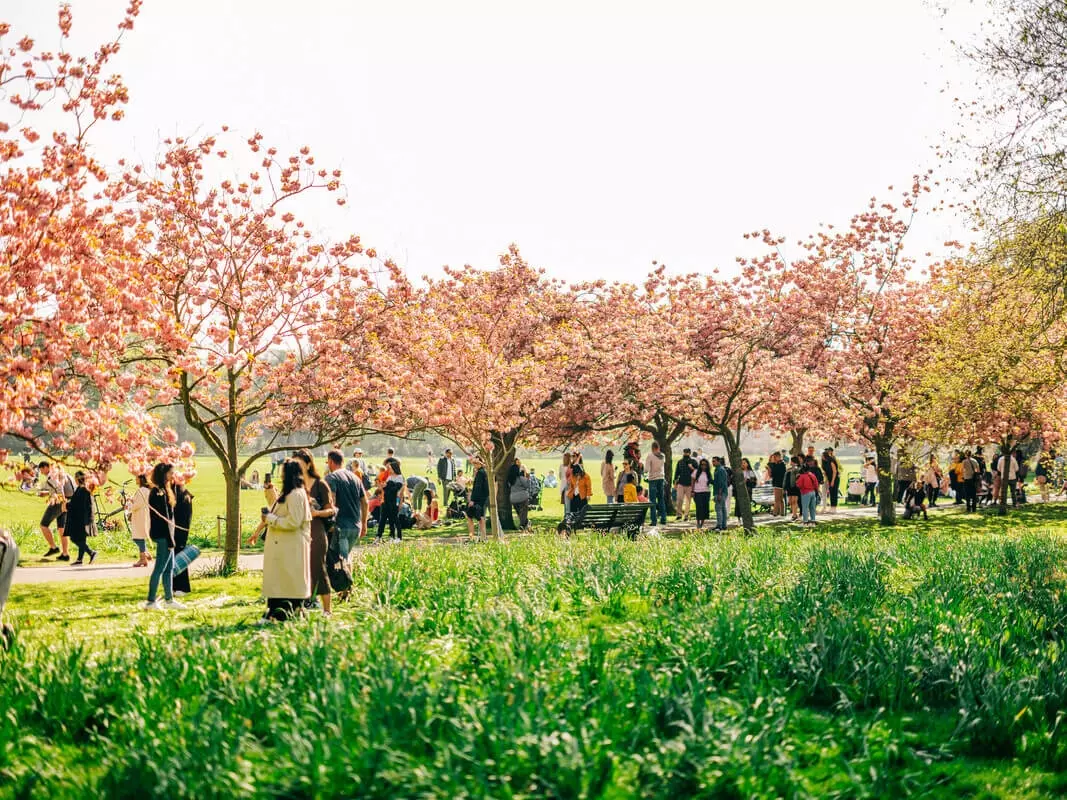 Crowds enjoying the blooming cherry trees in Greenwich Park