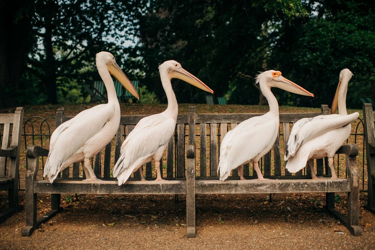 Pelicans in St. James's Park