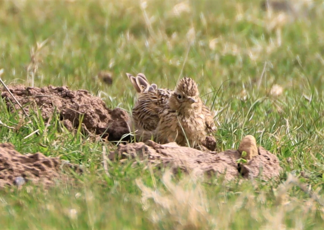 Skylark dustbathing in a molehill