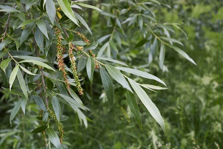 White willow (Salix alba) leaves