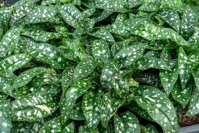 White-spotted lungwort leaves (Pulmonaria 'Sissinghurst White')