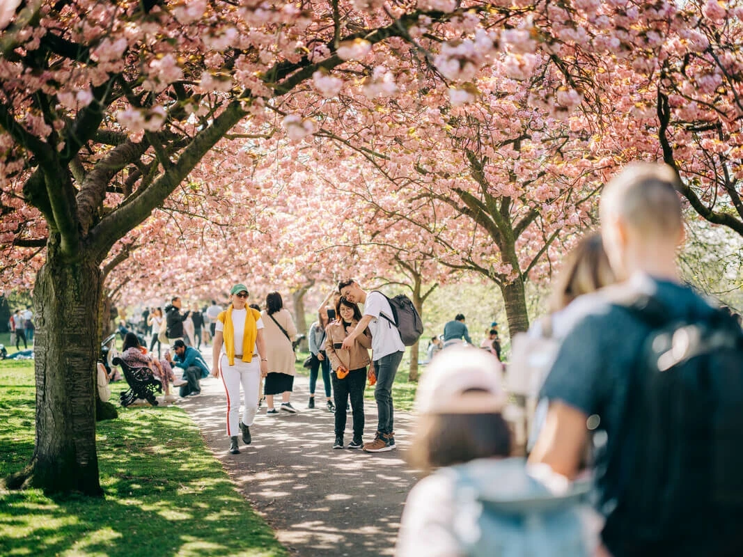 Greenwich Park's trees in full spring blossom