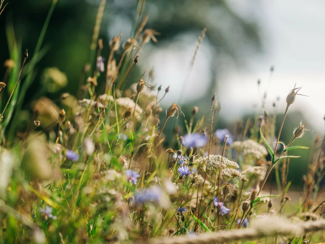 Wildflowers growing in the Parks