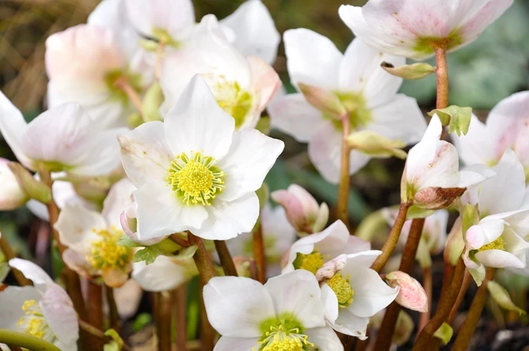 Christmas rose (Helleborus niger)