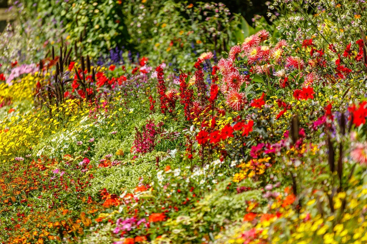 St. James's Park summer bedding