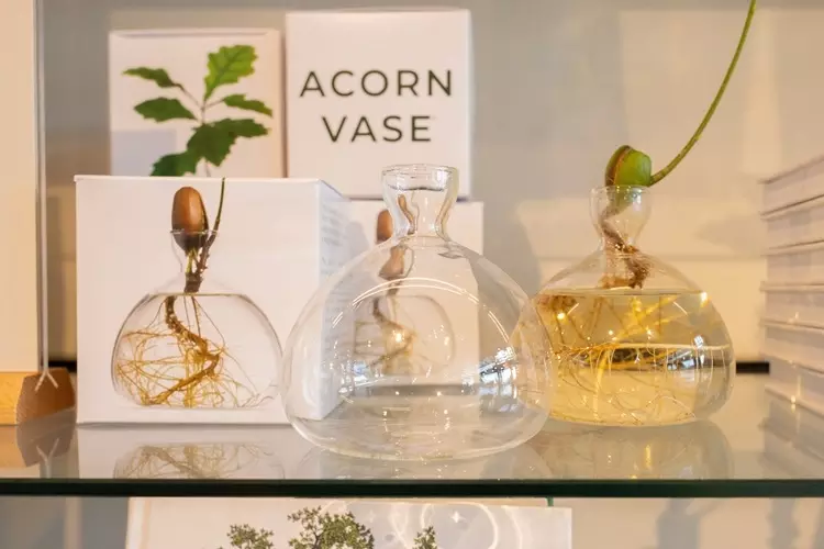 Two glass acorn vases - one has an acorn growing in it. 