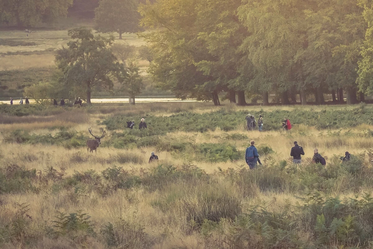 Photographers encircling a stag