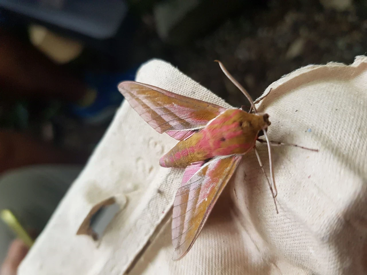 Pink and green coloured moth