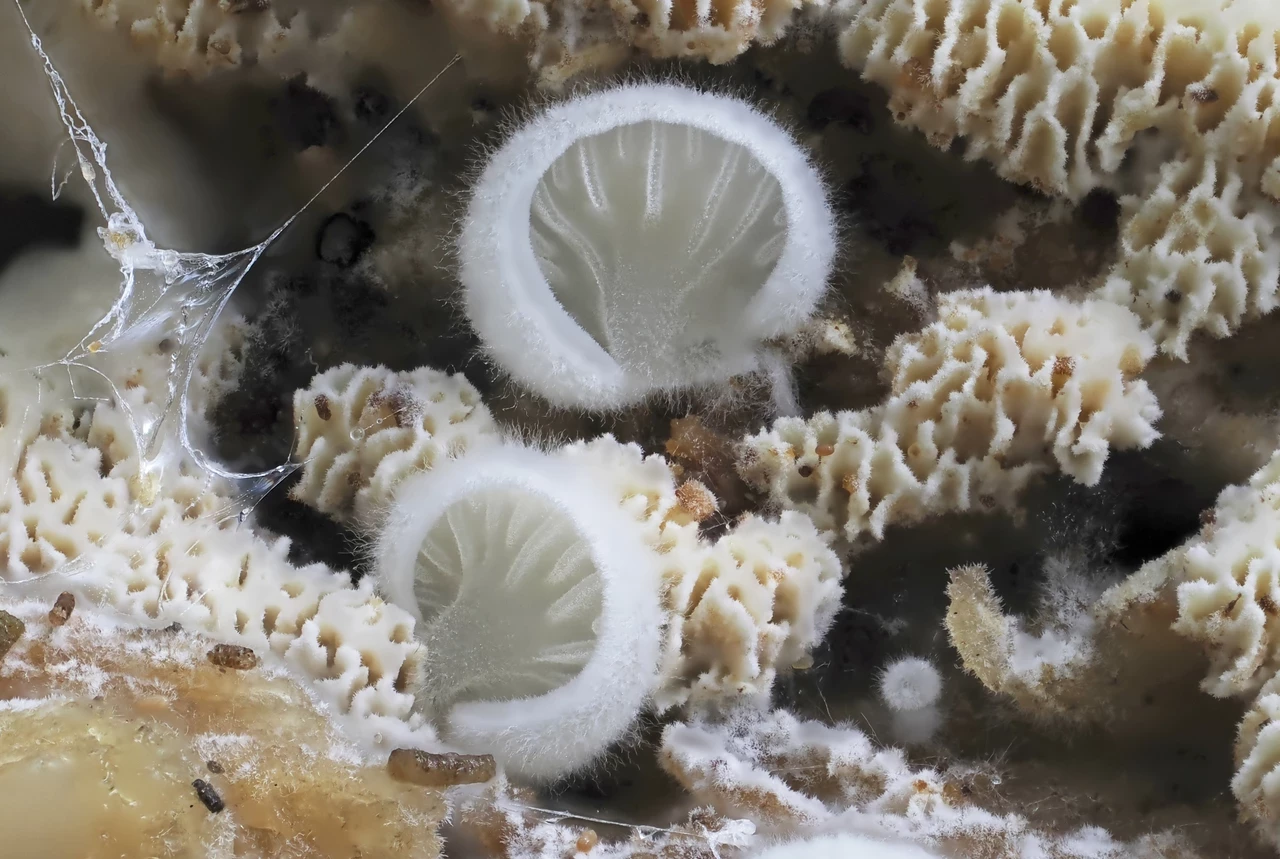 Close-up image of Crepidotus TBC crust fungi