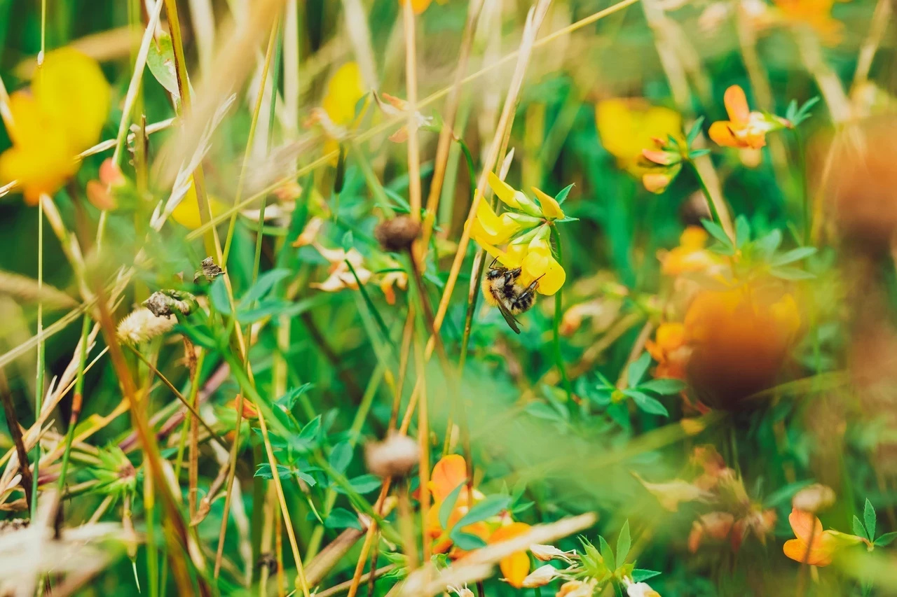 A bee in the grass and hedges