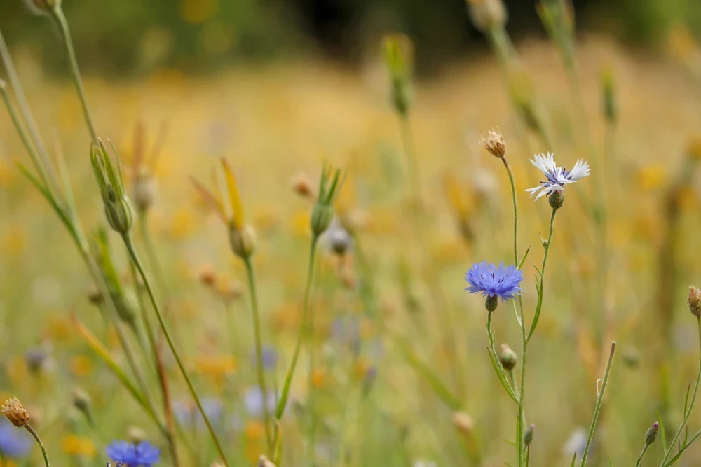 Long grass meadow with cornflowers