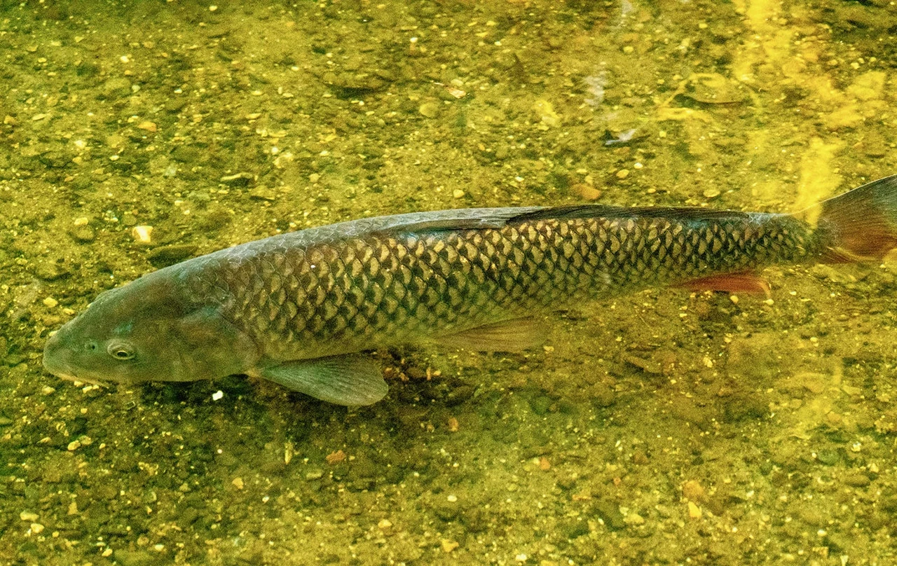 Fish
