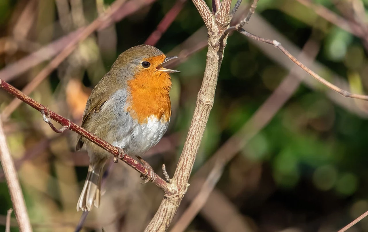 European robin singing
