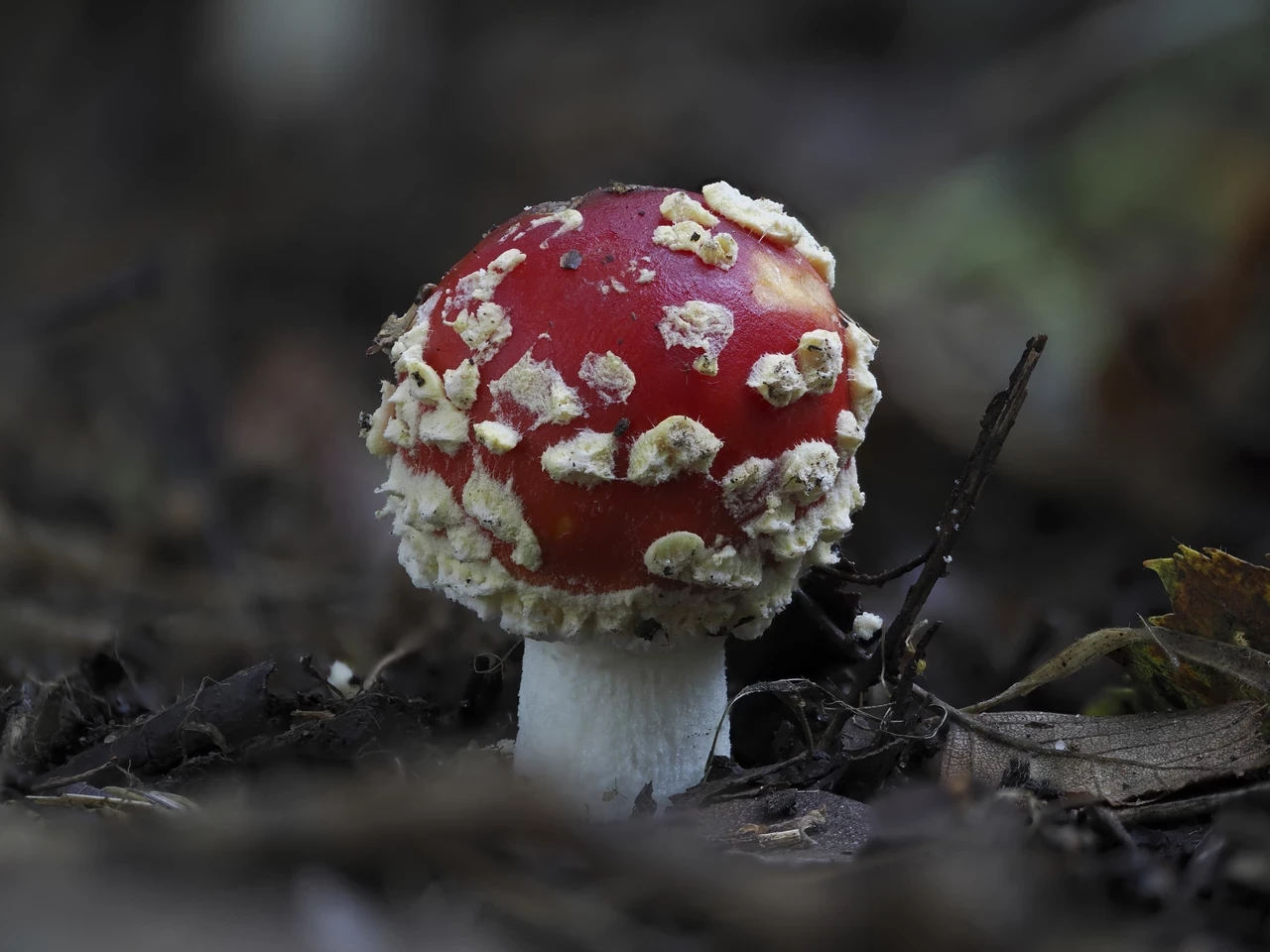 Amanita muscaria fungus