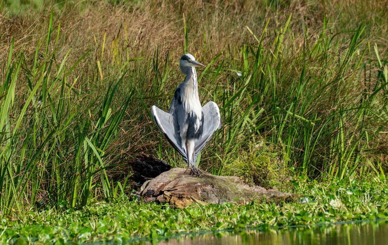 Heron on a rock