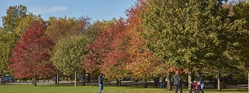 Trees at autumn