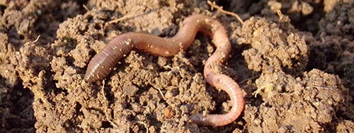 Earthworm on soil