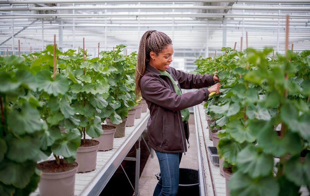 Worker in the Hyde Park plant nursery