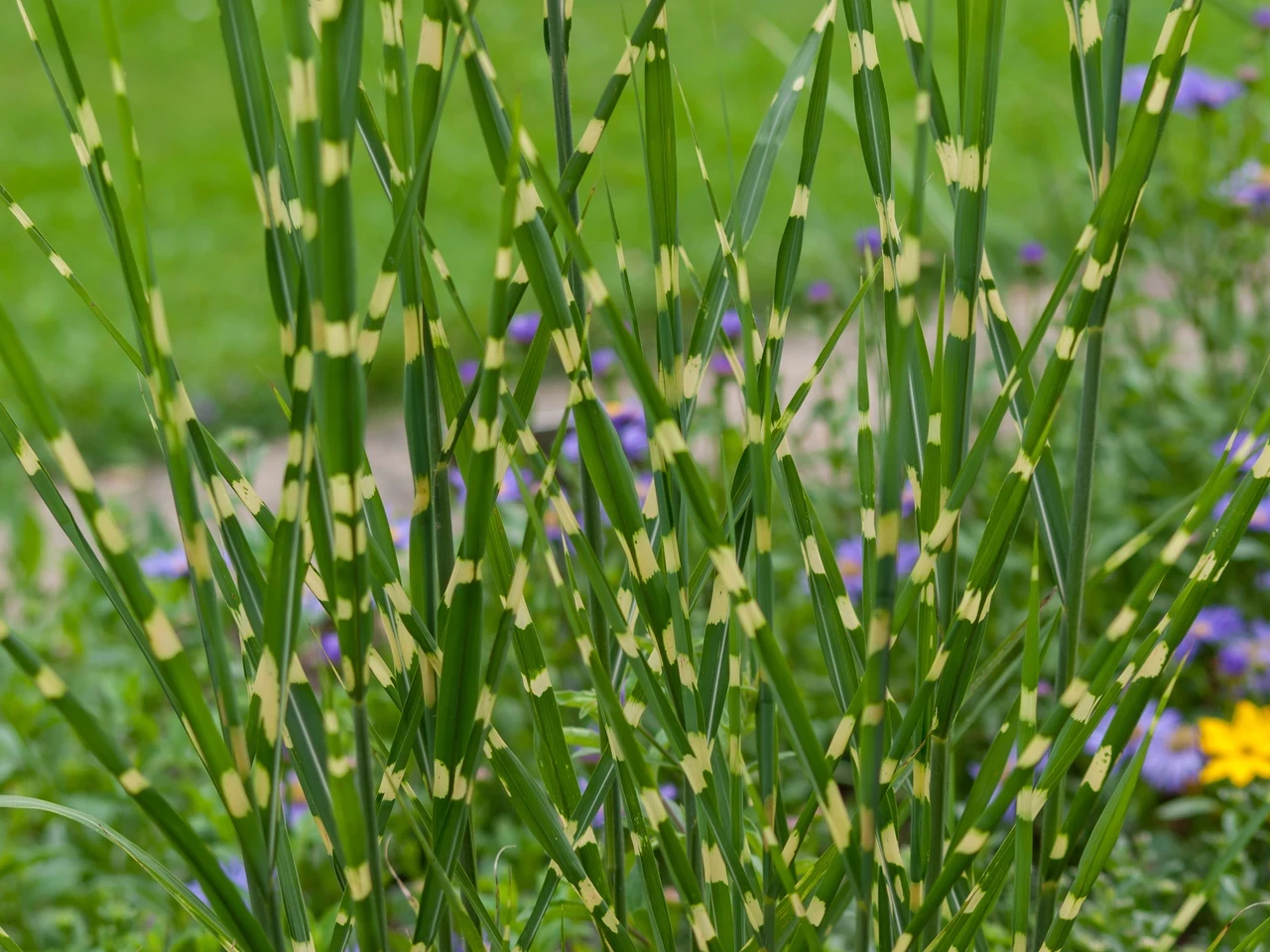 Eulalia (Miscanthus sinensis)