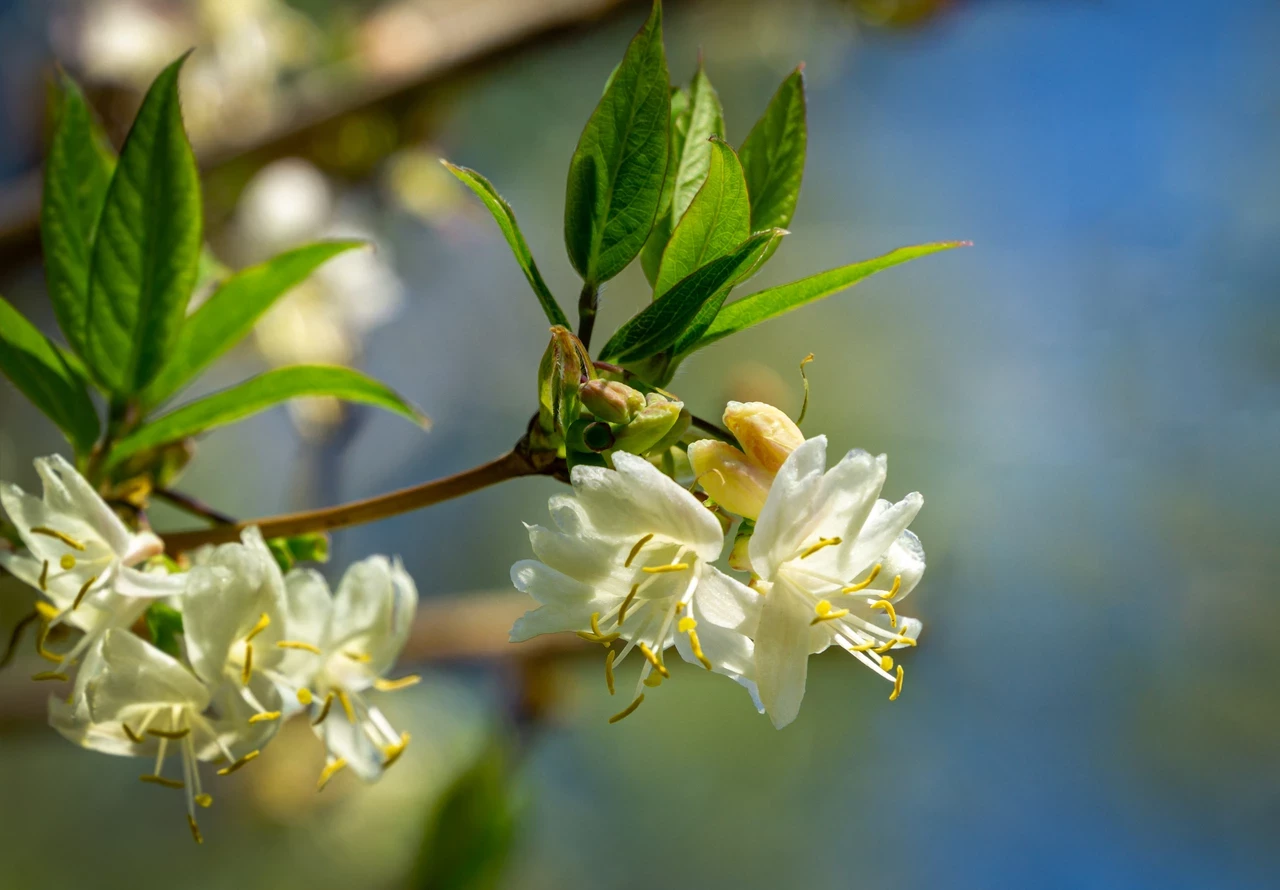 Lonicera fragrantissima - winter honeysuckle