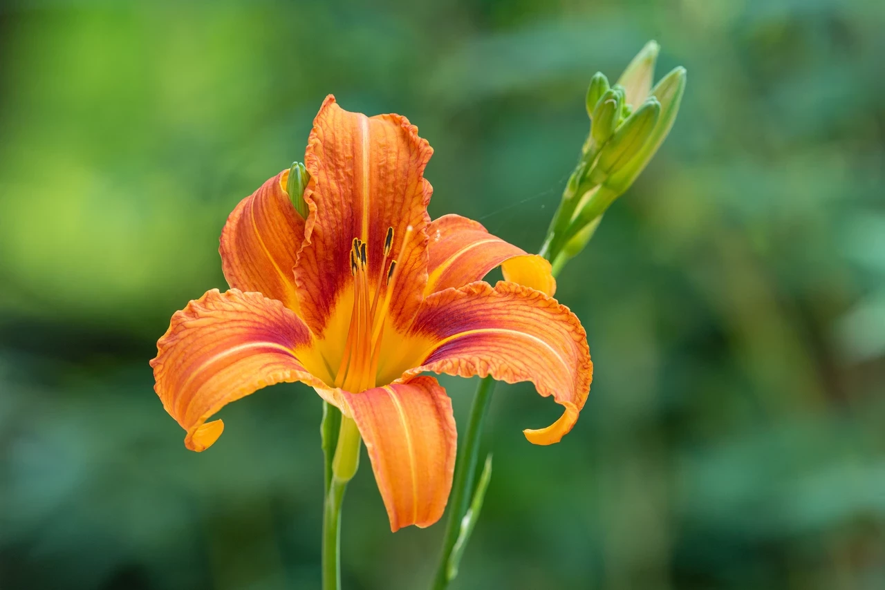 Day lilies (Hemerocallis)