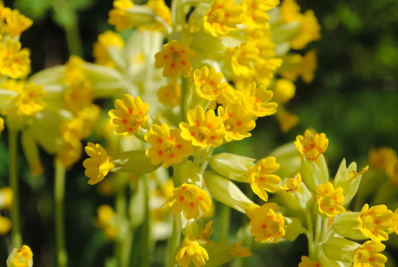 Primula veris