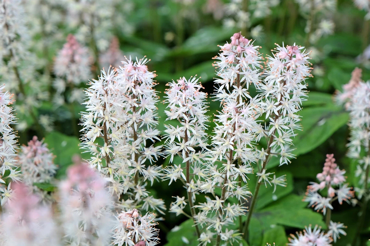 Tiarella 'Spring Symphony'