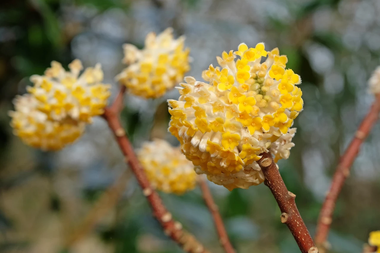Edgeworthia chrysantha ‘Grandiflora’