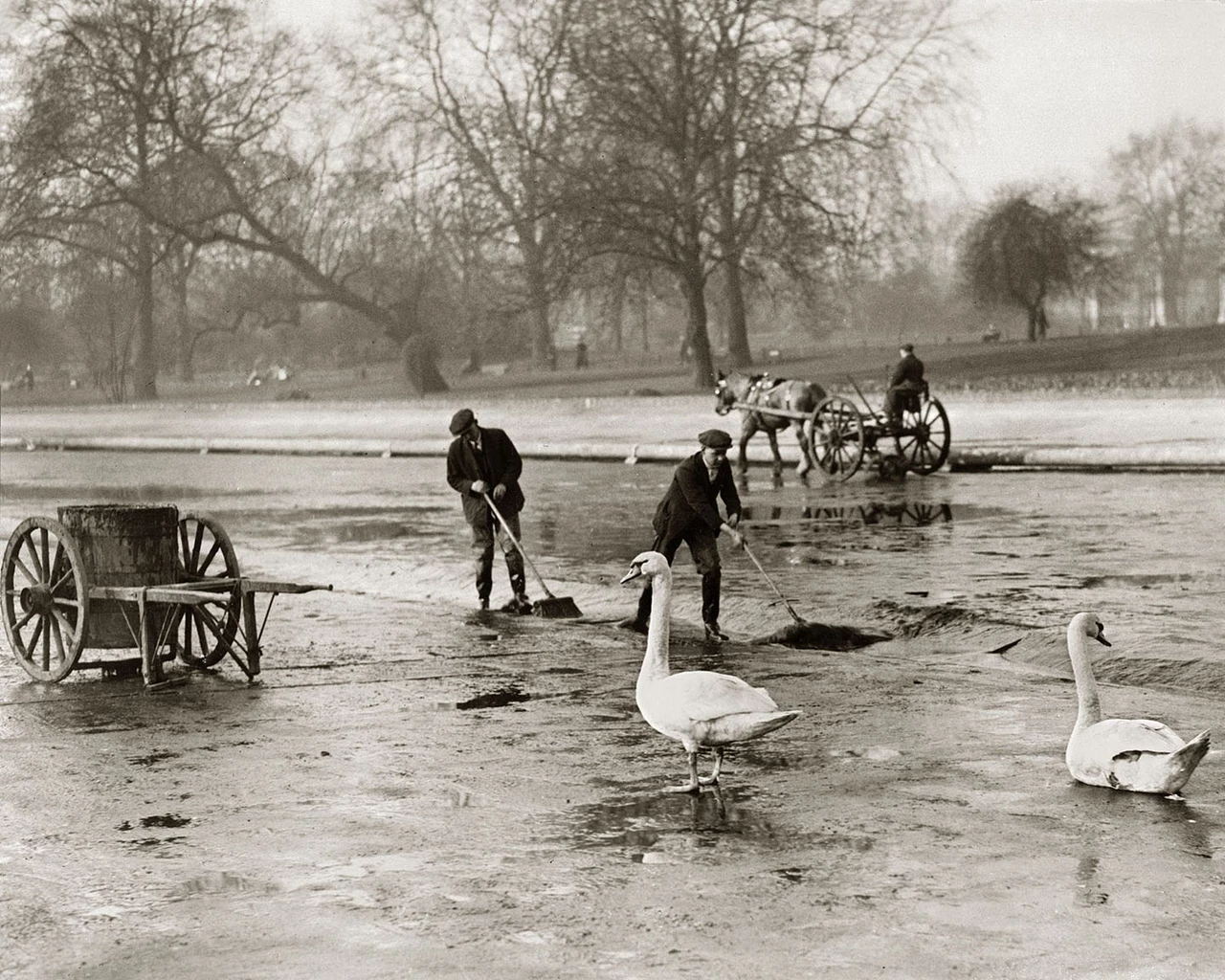 Two swans watching the cleaning of the lake in St. James's Park