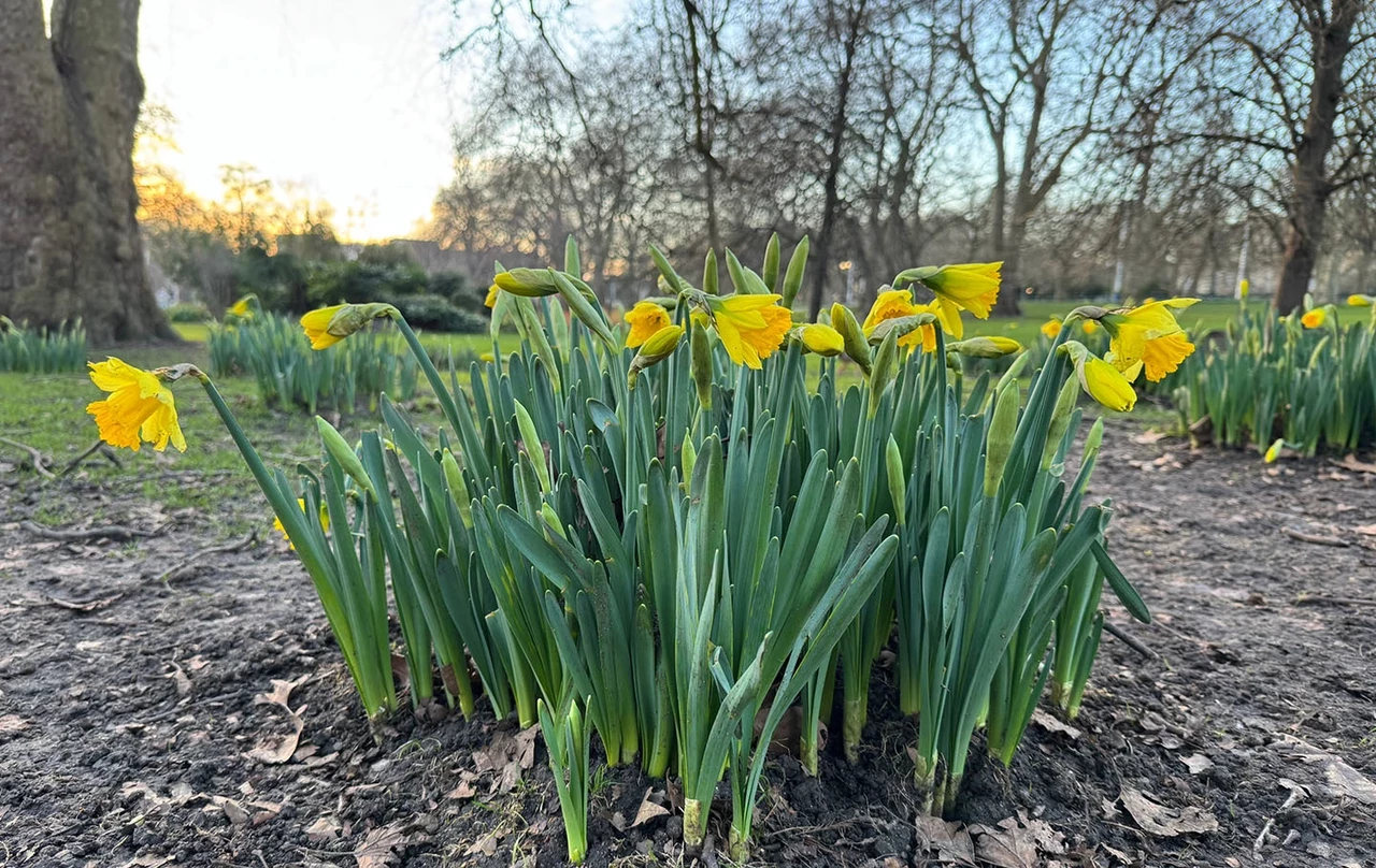 Spring daffodils