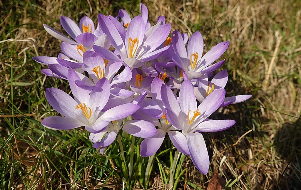 Crocus flowers in bloom (crocus tommasinianus)