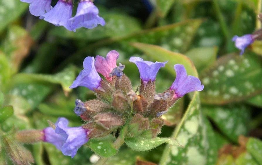 Pulmonaria 'Trevi Fountain'