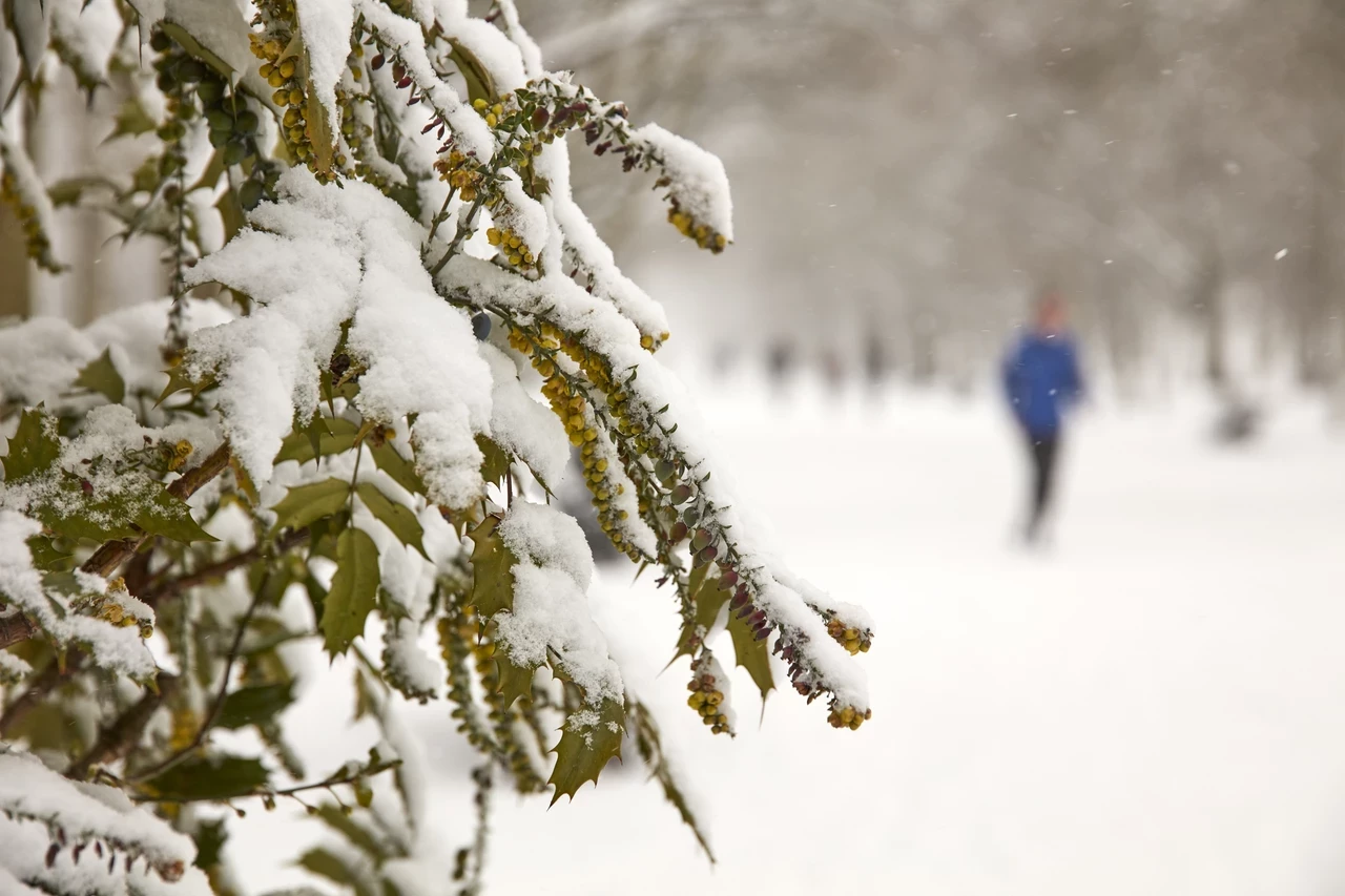 Snow covered mahonia with a jogger in the background
