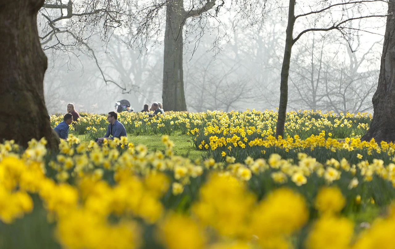 Daffodils in St. James's Park