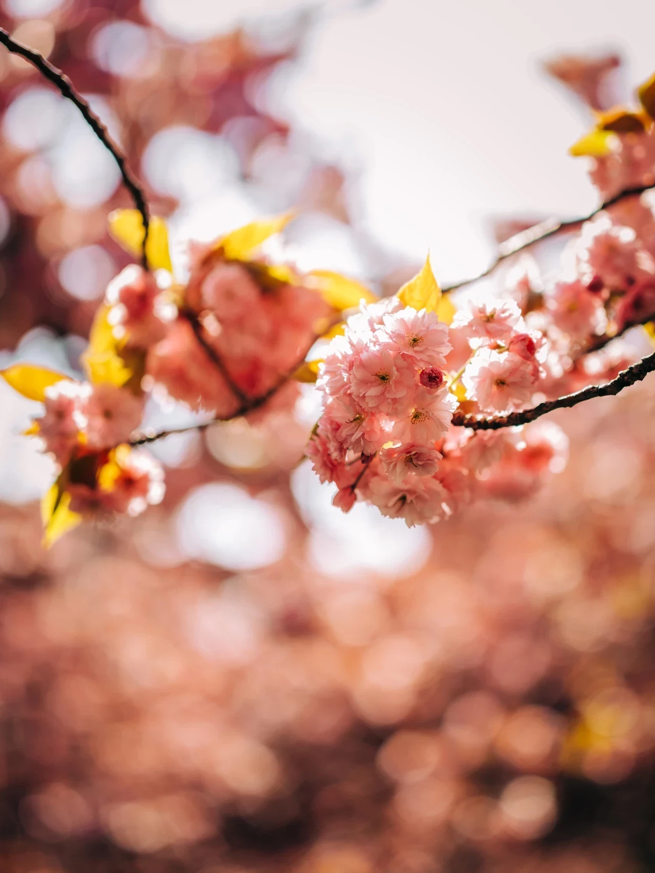 Spring bloom cherry blossom