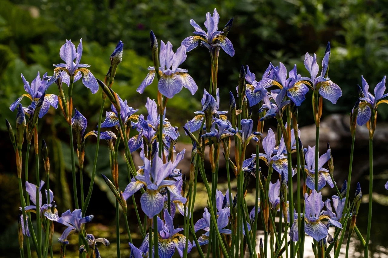 Spring bloom iris