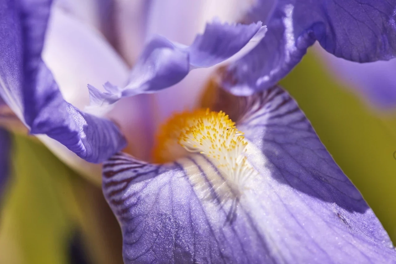 Spring bloom iris