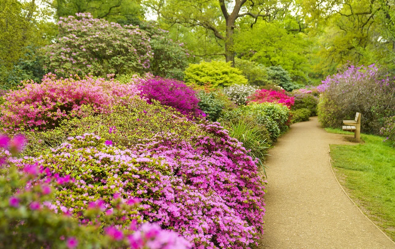 Spring colours in Isabella Plantation