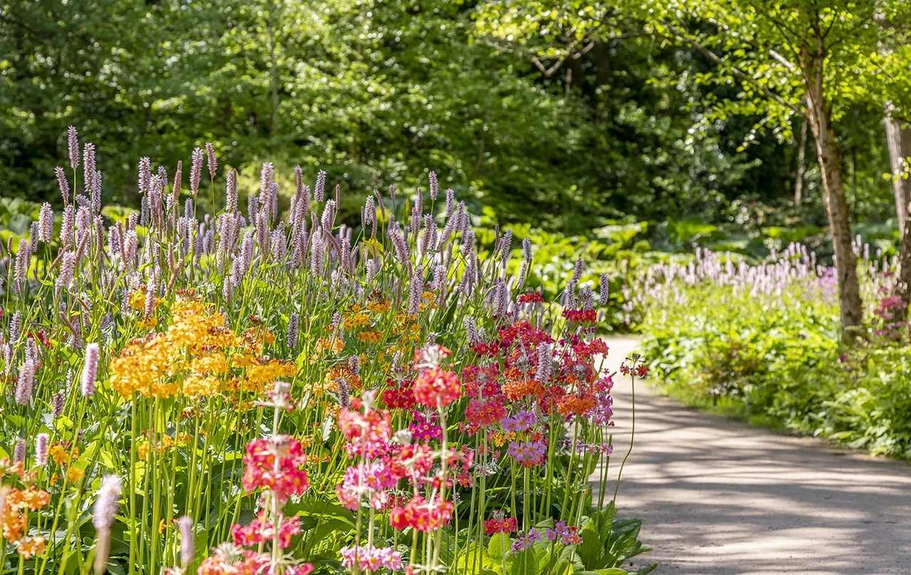 Colourful flowers by a wandering path