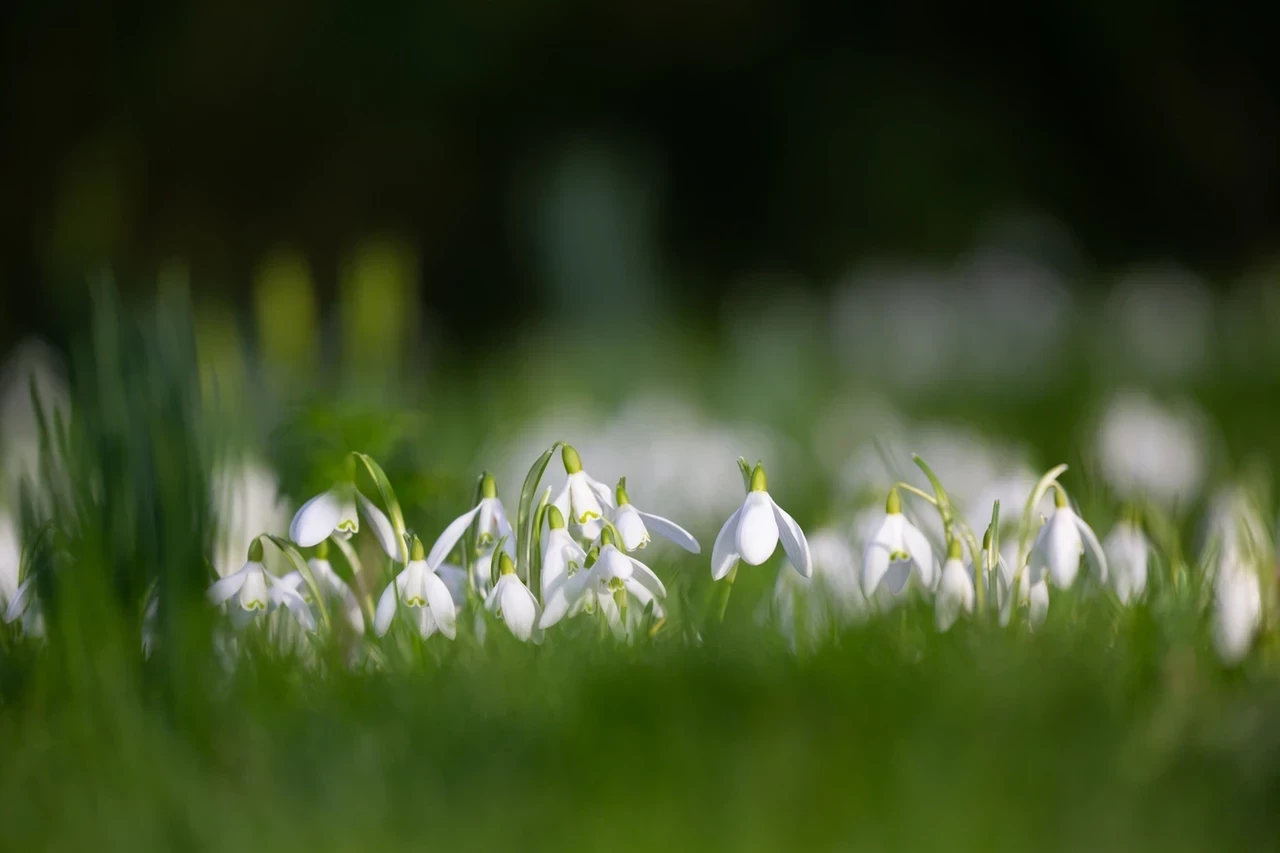 Spring blooms snowdrops