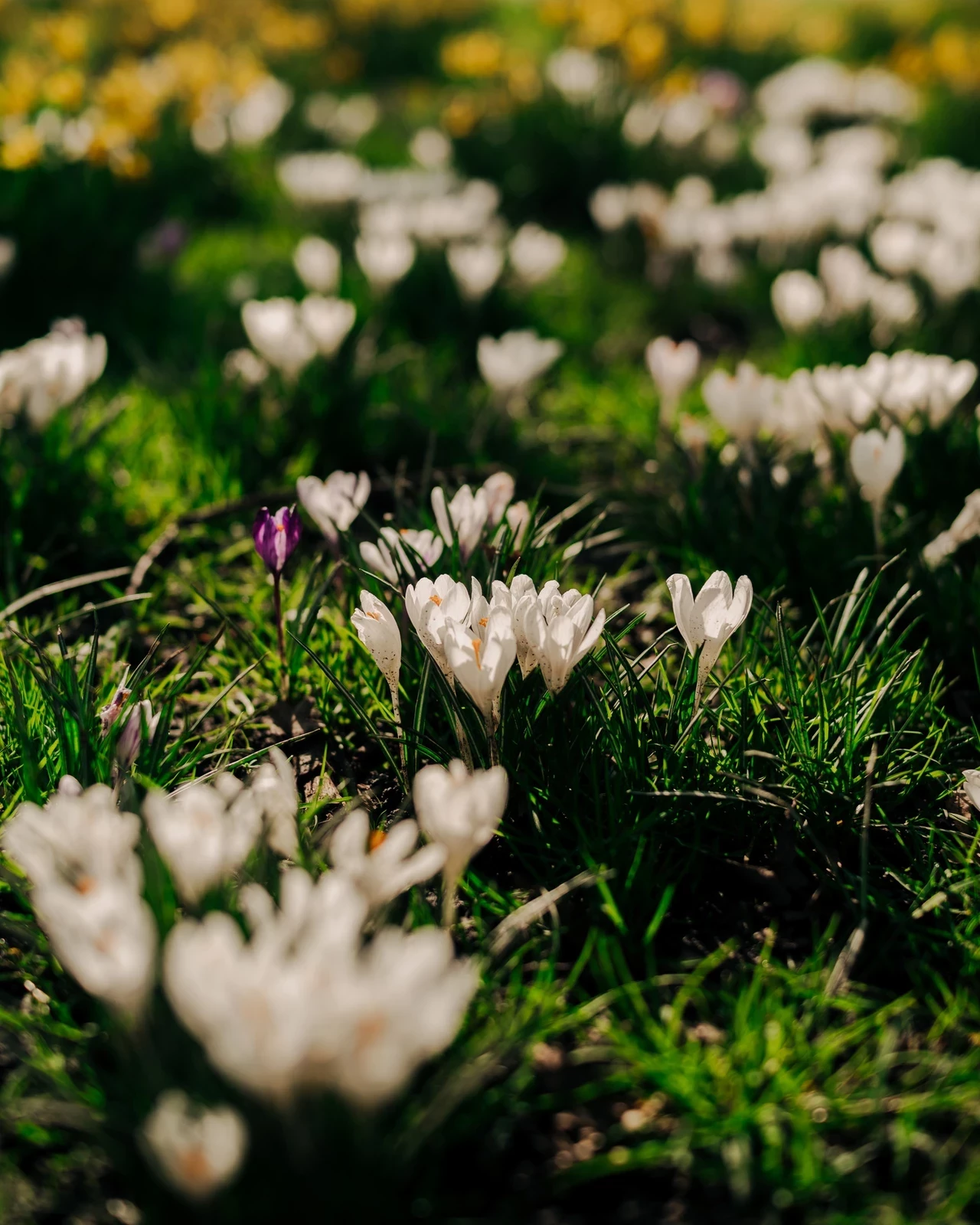 Spring Bloom Crocus