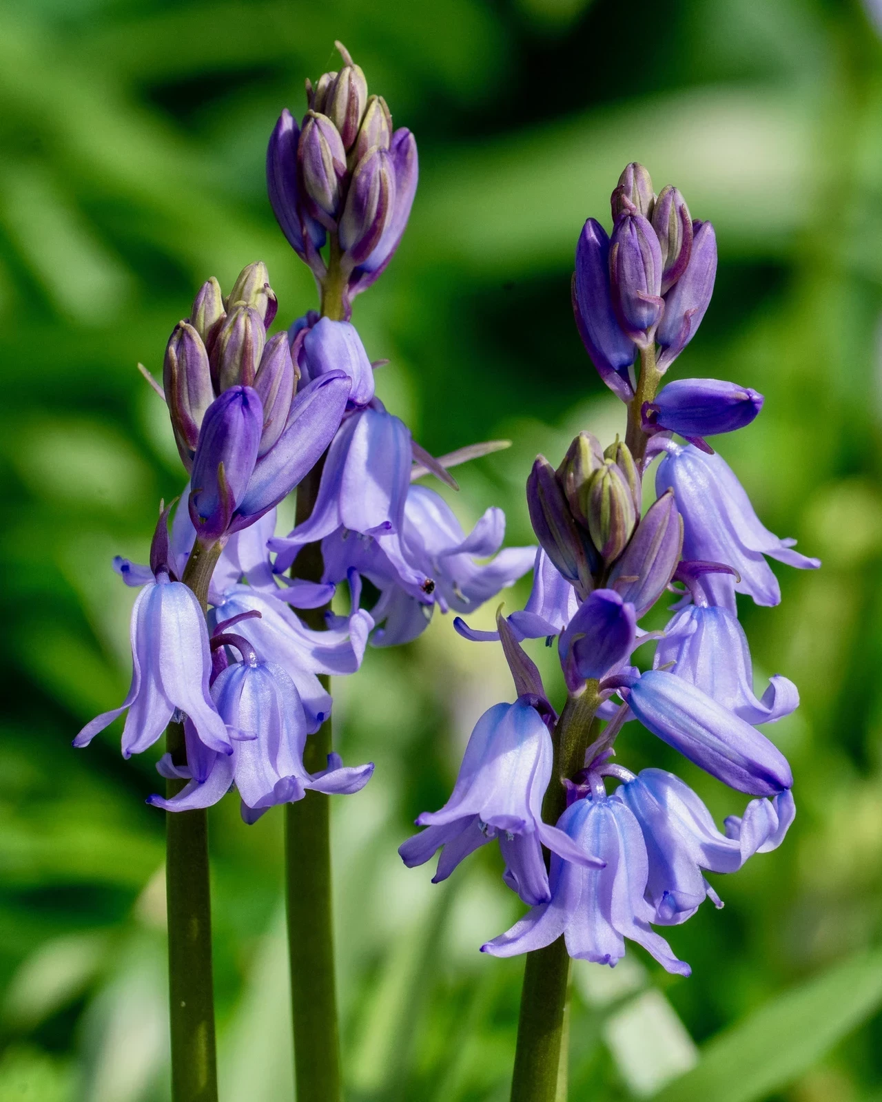 Bluebells