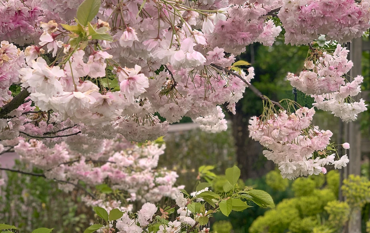 Pink cherry blossom in the spring