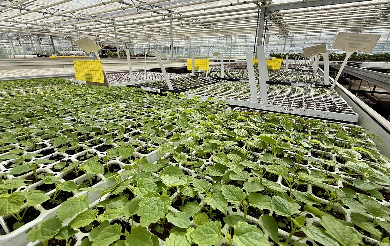 Seeds growing in the Hyde Park nursery