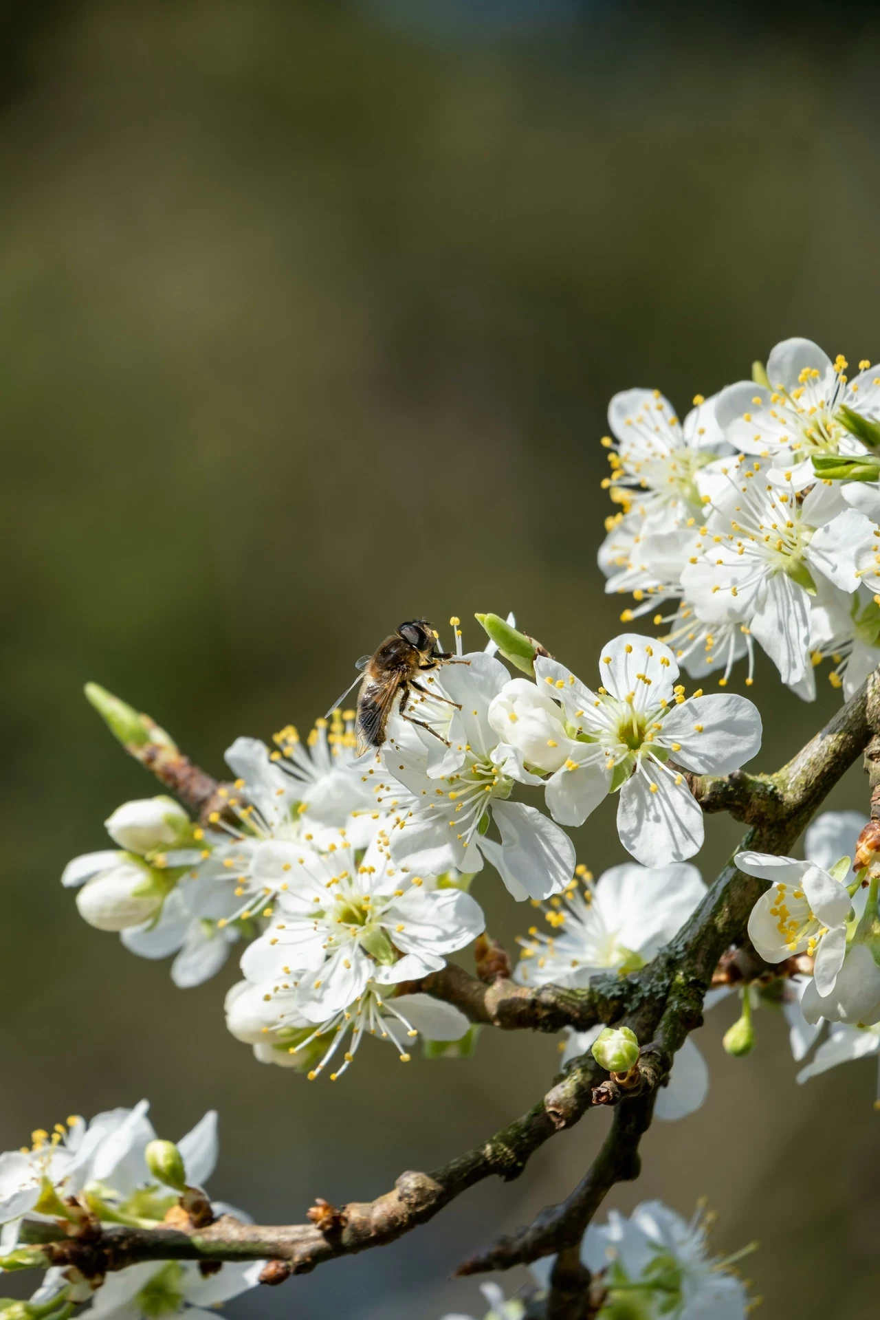 Spring blooms blackthorn