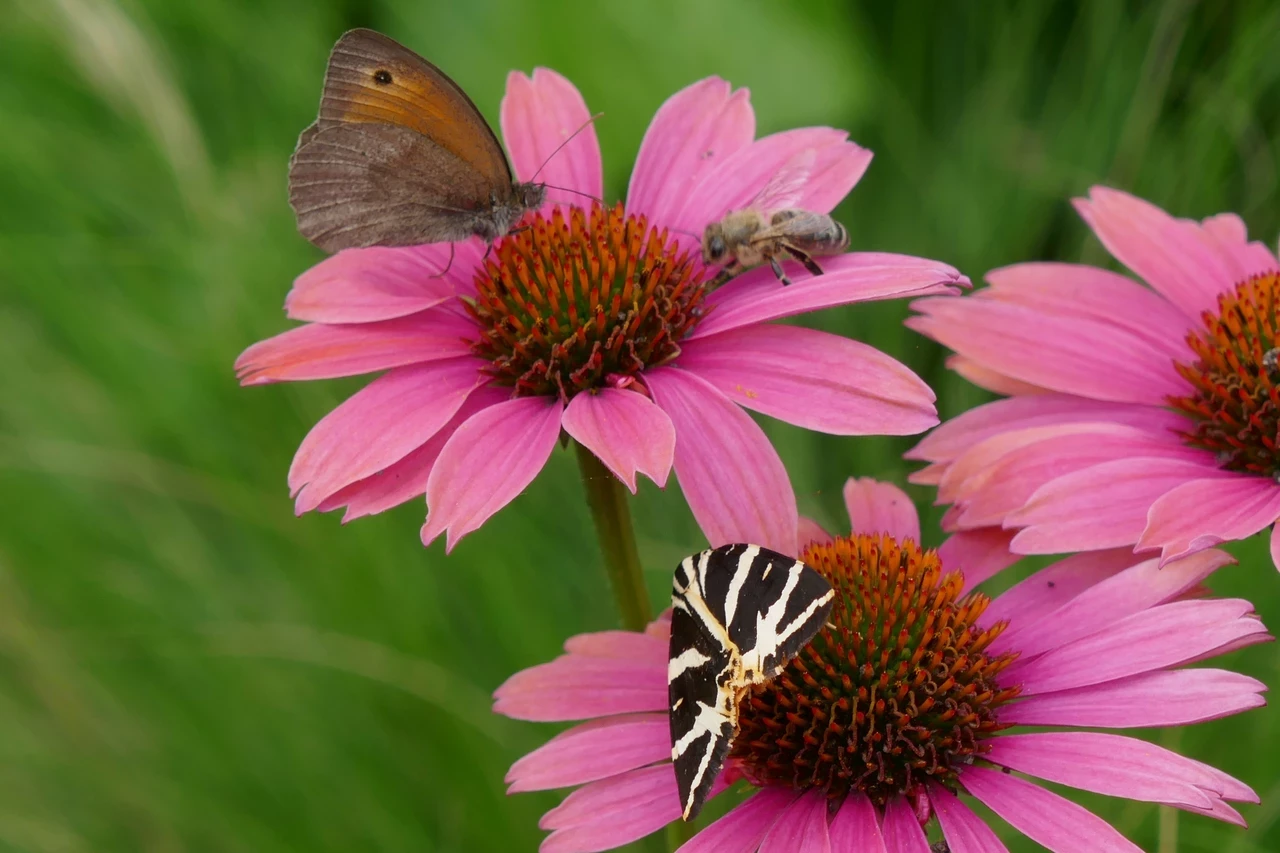 Image of pink Echinacea flowers with a meadow brown butterfly and a jersey tiger moth