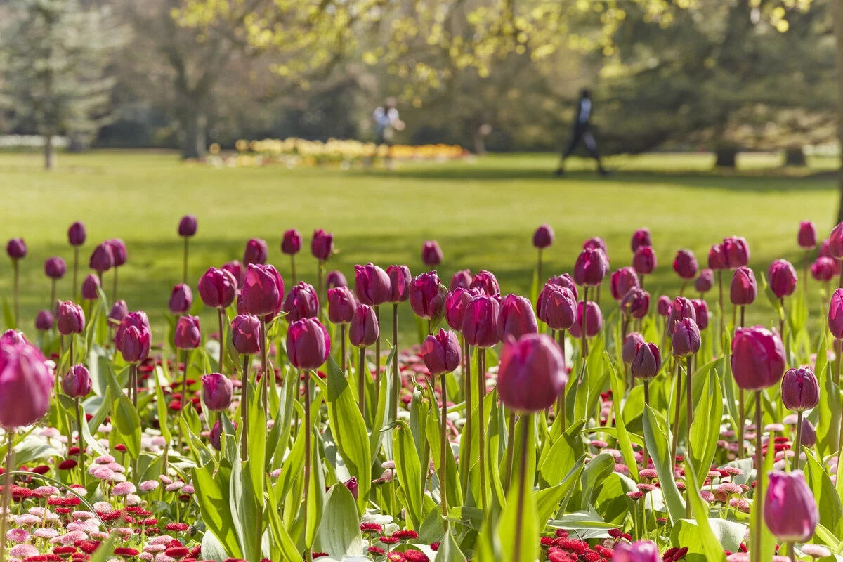 Tulips