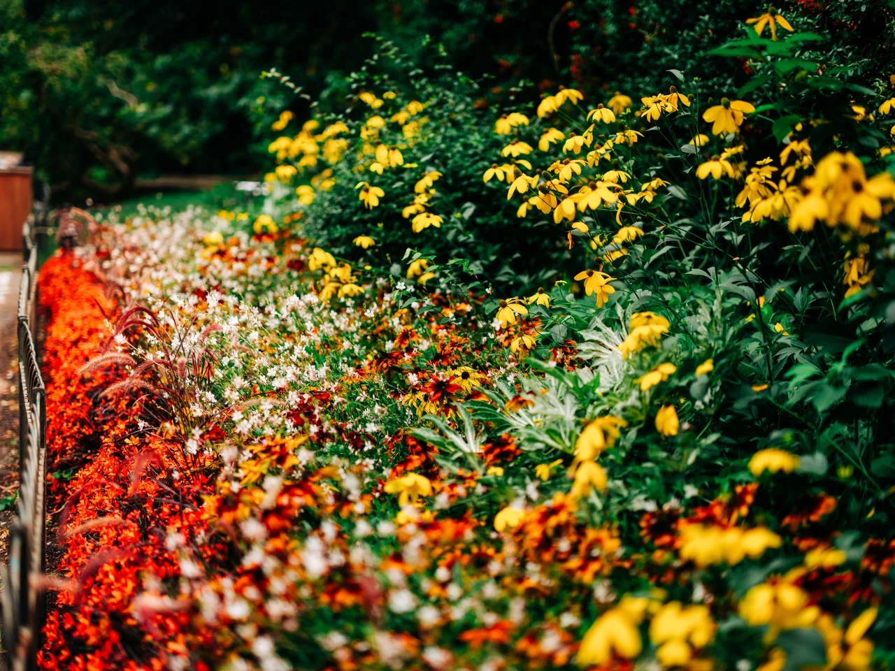 Colourful flowers in an outdoor setting