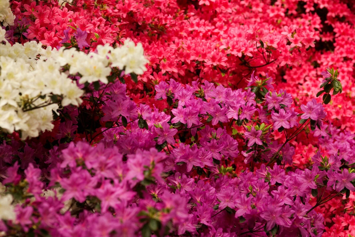 Azalea & Rhododendron