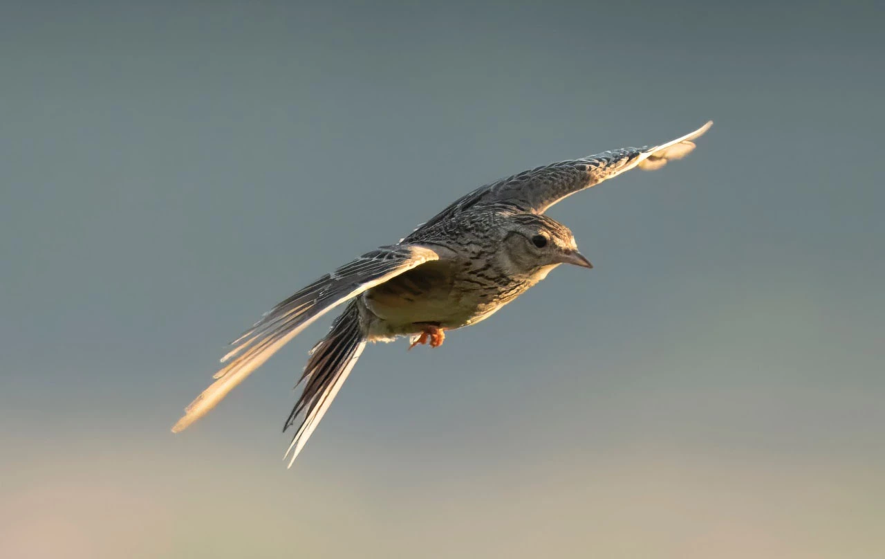 A skylark in flight